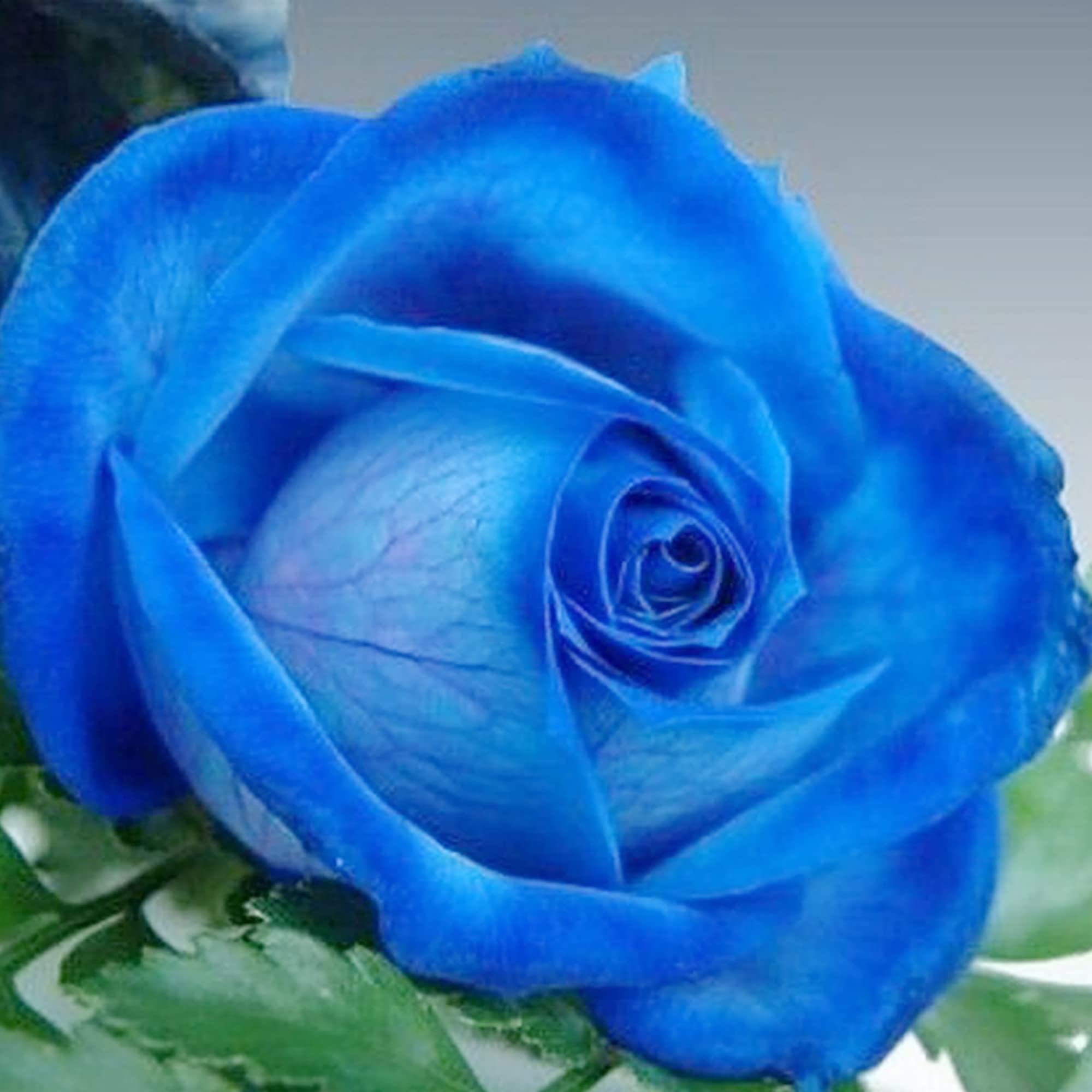 Rosa Trepadeira Azul Perfumada Atrai Borboletas E Abelhas, Flores